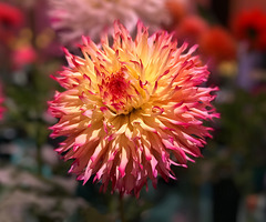 A Dahlia for John (Stormlizard)