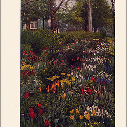 Garden Bulbs In Color, 1938/1945 Garden Bulbs In Color, 1938/1945