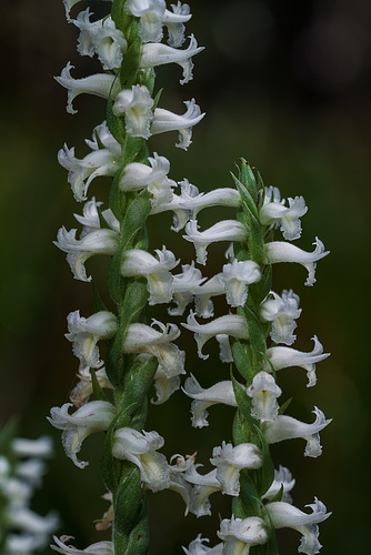 Spiranthes odorata (Fragrant Ladies'-tresses orchid)