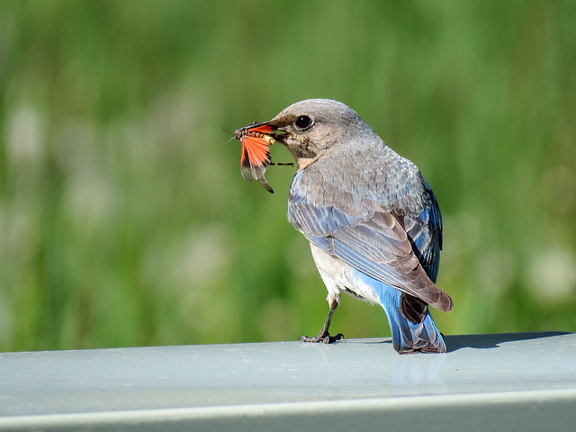 Mountain Bluebird with Red-winged Grasshopper