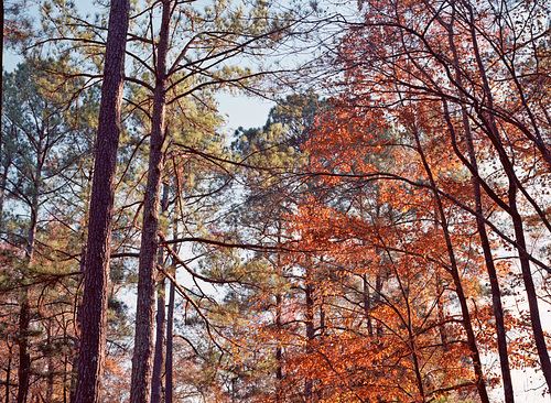 Autumn Leaves