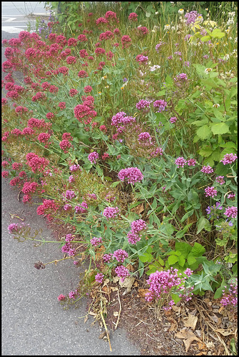 valerian on the verge