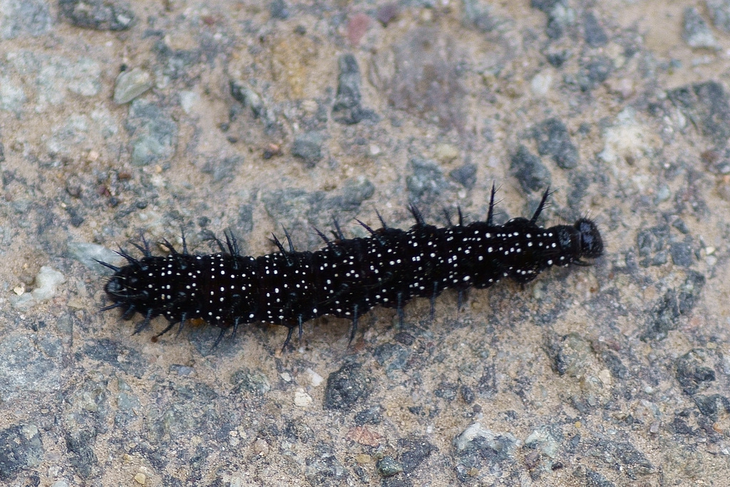 Raupe des Tagpfauenauge