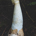 Stinkhorn - not something for the dinner table.