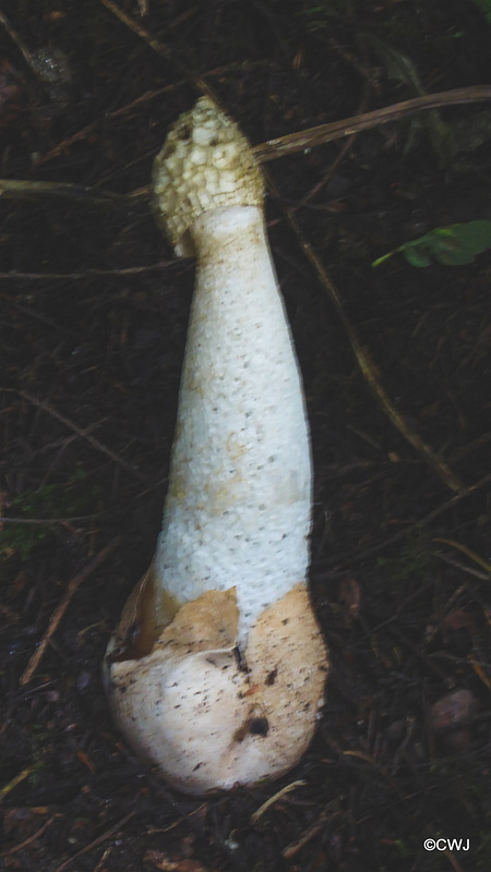 Stinkhorn - not something for the dinner table.