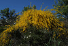 Cytisus arboreus subsp. baeticus, Fabales, Junqueira, Algarve