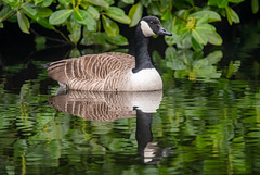 Canada goose