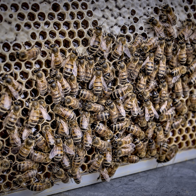 C11 • à la source du mur de miel