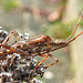 20221029 1979CPw [D~LIP] Amerikanische Kiefernwanze (Leptoglossus occidentalis) [-Zapfenwanze], Gewöhnlicher Dost (Origanum vulgare), Bad Salzuflen