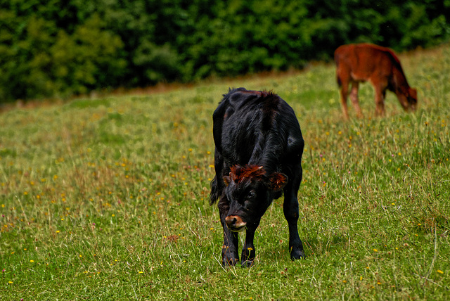 20230903_bayrischer Nationalpark und Tierpark Straubing