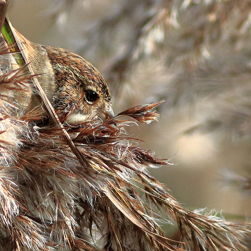 EOS 90D Peter Harriman 11 27 21 00904 reedBunting dpp