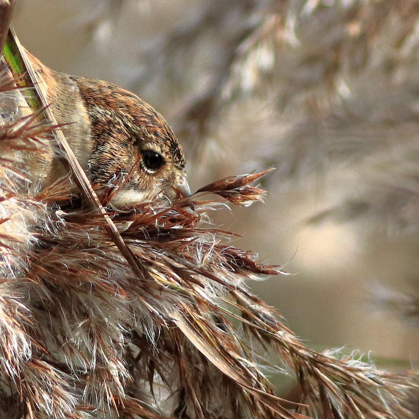 EOS 90D Peter Harriman 11 27 21 00904 reedBunting dpp