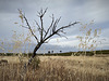 Dead tree on Thirsty Land, Penedos