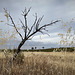 Dead tree on Thirsty Land, Penedos