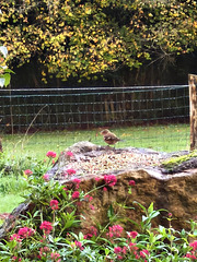 Visite. HFF [EXPLORER]