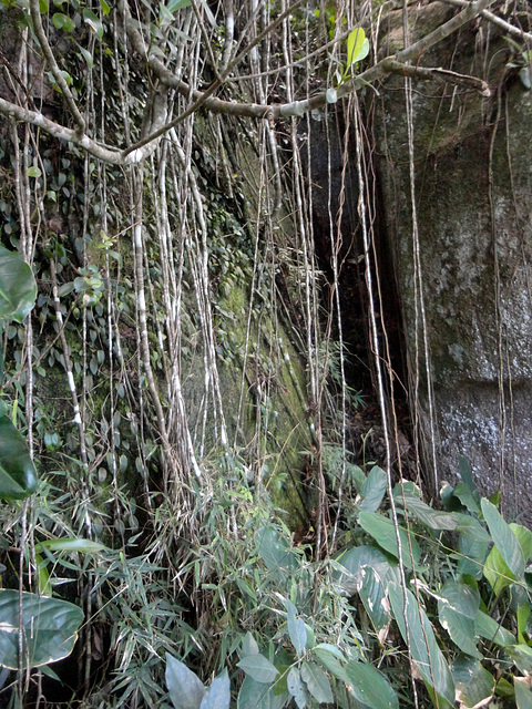 DSC01510 - orquídea Pleurothallis, Orchidaceae