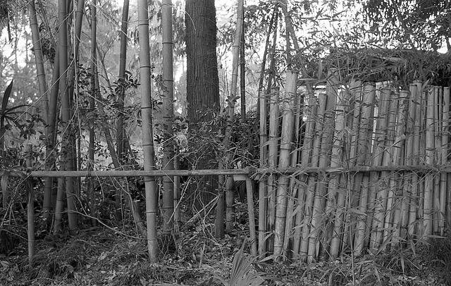 Bamboo fence