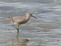 Willet on San Francisco Bay (2) - 21 April 2016