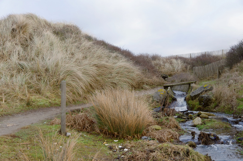 Le ruisseau dans les dunes