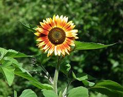 tournesol