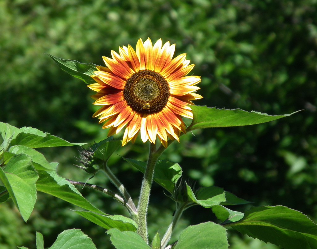 tournesol