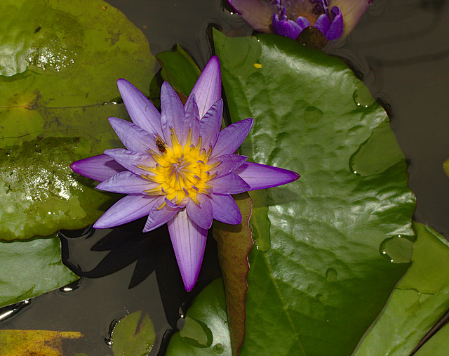 Water lily IMG_2090