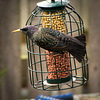 Starling