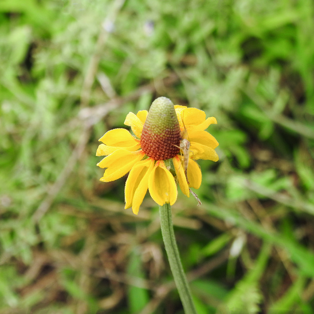 Day 2, insect on Mexican Hat / Ratibida columnifera