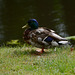 Sweden, Stockholm, The Duck in the Park of Drottningholm