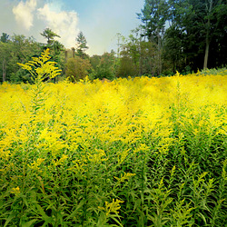 A fragrant sea of Goldenrod.