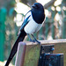 Magpie using a bench..