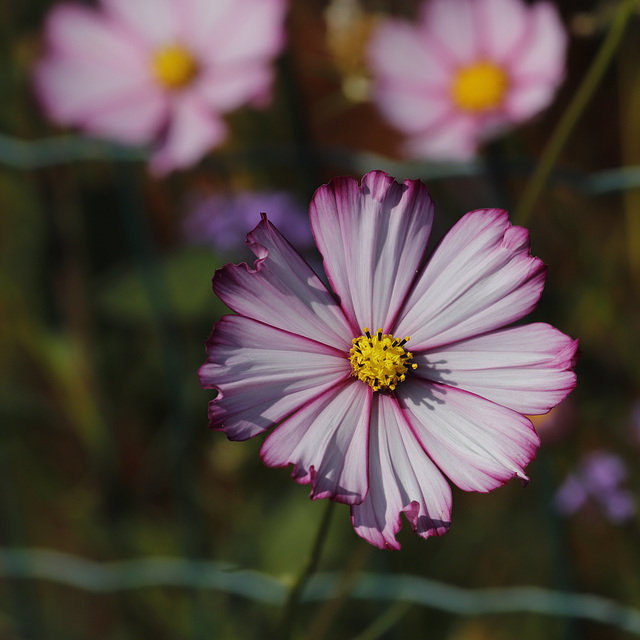 Cosmos libre....