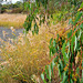 Autumn grasses at the wetlands