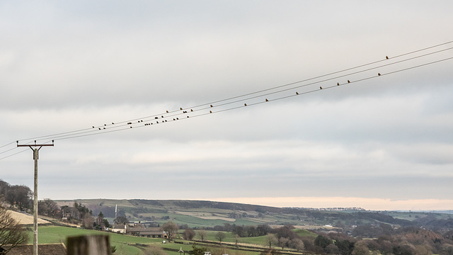 Starlings and Mistle Thrushes