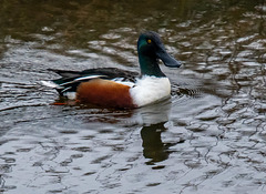 Shoveler duck