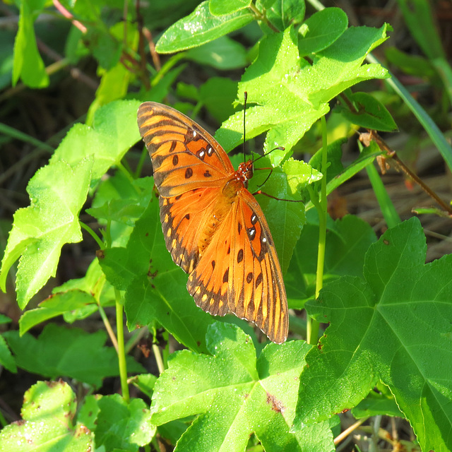 Gulf fritillary