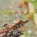 20221029 1980CPw [D~LIP] Amerikanische Kiefernwanze (Leptoglossus occidentalis) [-Zapfenwanze], Gewöhnlicher Dost (Origanum vulgare), Bad Salzuflen