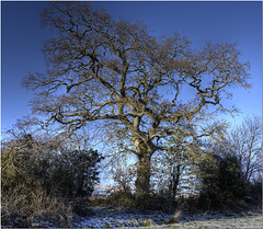 Oxfordshire Oak