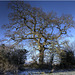 Oxfordshire Oak