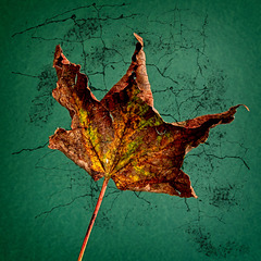 A Fallen Leaf