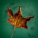 A Fallen Leaf