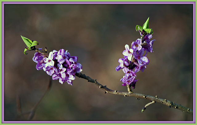 Echter Seidelbast (Daphne mezereum)