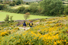 Wandern im Dartmoor - 20150831