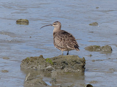 Whimbrel on San Francisco Bay (3) - 21 April 2016