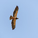 Swainson's Hawk in flight