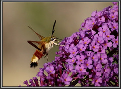 sphinx colibri .....