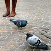 Un petit pigeon peut apporter de grandes nouvelles. [Proverbe chinois]