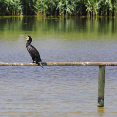 EOS 60D Unknown 10 46 15 5065 GreatCormorant dpp