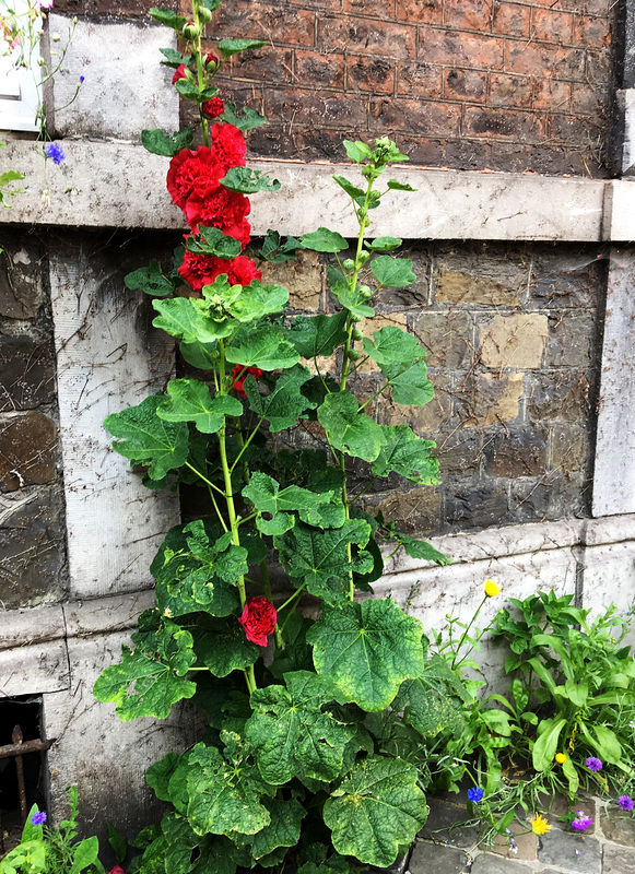 Fleurs urbaines