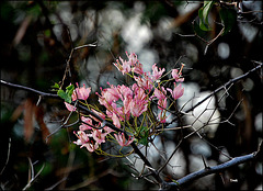 pink bougainvillea